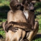Abrazo